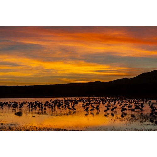 New Mexico Sandhill cranes in water at sunset